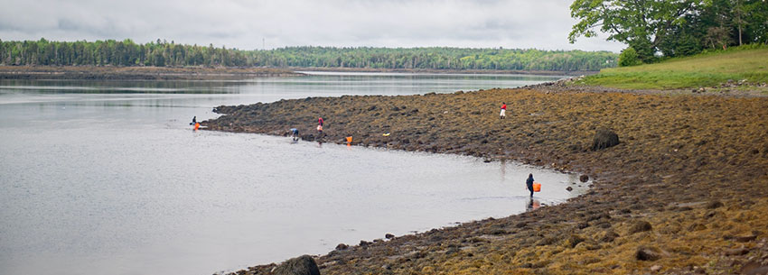 Low low tide in a Maine cove with people gathering seaweed